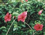 There are actually some flowers on Green Mountain! Hibiscus I think.